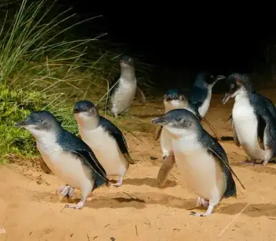 phillip island and penguin parade-cover-photo