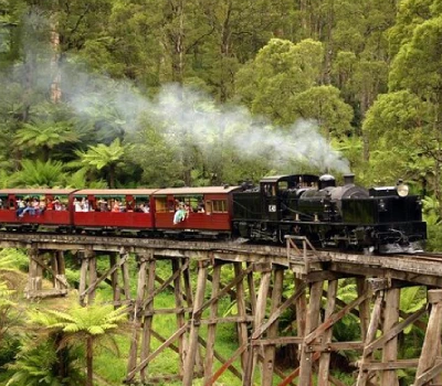 puffing billy train wildlife cover-photo